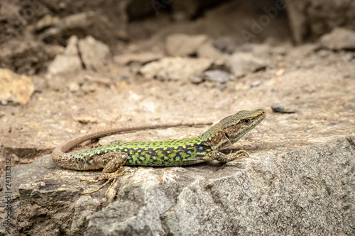 Photographie The lizard Lacerta viridis sits on a stone
