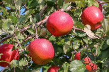 Sweet Fruit Apple Growing On Trees In Hirosaki Ringo Apple Park With Red Apples Ready For Harvest In Hirosaki ,Aomori,Japan.