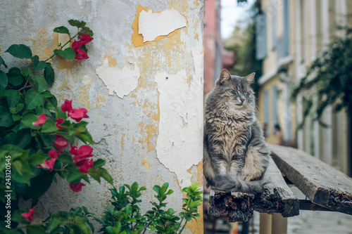 Photographie funny sleeping fluffy street cat in street urban environment with composition of
