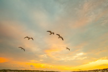 Seagulls Flying At Sunset