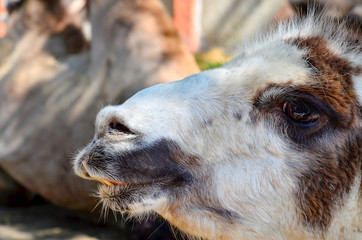 Two camels are sitting next to each other in the park.