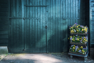 Three crates filled with beautiful flowering violets for a large green wooden barn door.