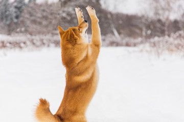 Wall Mural - Brown pedigreed dog playing with snow on a field. Shiba inu. Beautiful dog