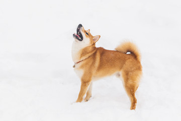 Wall Mural - Brown pedigreed dog playing with snow on a field. Shiba inu. Beautiful dog