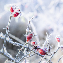 Frost Covered Rose Hip Bush Against Bright Natural Background. Beauty In Nature, Winter Concept