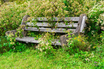 Wood bench overgrown with plants