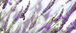 honey bees in lavender 