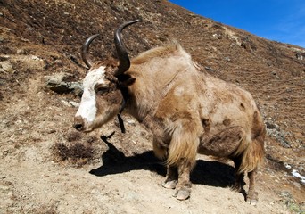 Canvas Print - Yak on the way to Everest base camp - Nepal Himalayas