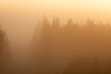 Fototapeta Na ścianę - Early foggy morning forest landscape