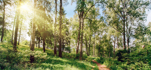 Wall Mural - Beautiful park background