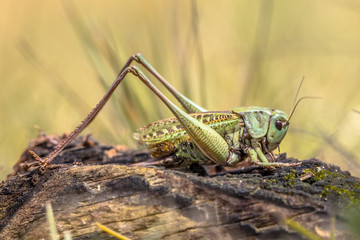 Canvas Print - Large Grasshopper wart biter