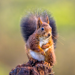 Wall Mural - Red squirrel curious on tree trunk