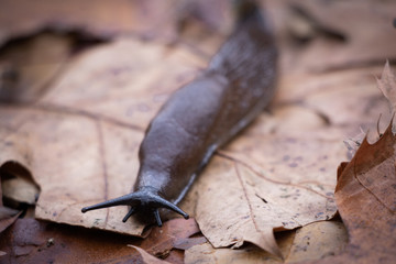 close up of slug snail crawling on the forest ground 