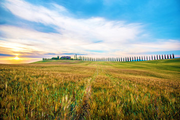 Wall Mural - Beautiful magical landscape with a field and a line of cypress in Tuscany, Italy at sunrise