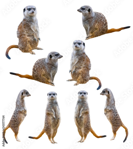 Fotografía Meerkats isolated on white background
