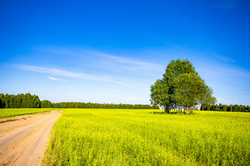 Beautiful summer landscape with road to the horizon and forest on a sunny day