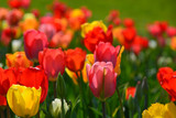 Fototapeta Tulipany - Tulpen - Tulipa