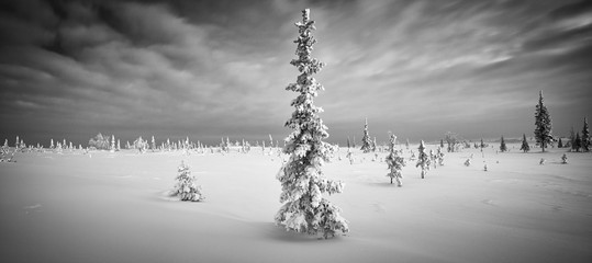 Poster - Winter north forest and tundra panorama spruce hoarfrost  black and white dawn