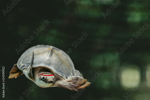 Fotografie, Obraz Jumping cool turtle on dark green background close-up