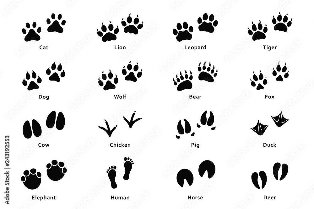 Animals footprints, paw prints. Set of different animals and birds footprints and traces. Cat, lion, tiger, bear, dog, cow, pig, chicken, elephant, horse etc - obrazy, fototapety, plakaty 