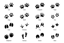 Animals Footprints, Paw Prints. Set Of Different Animals And Birds Footprints And Traces. Cat, Lion, Tiger, Bear, Dog, Cow, Pig, Chicken, Elephant, Horse Etc
