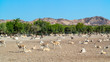 Antelope group in a safari park on the island of Sir Bani Yas, United Arab Emirates