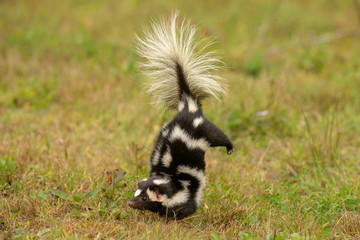 Wall Mural - Eastern Spotted Skunk doing handstand before spraying taken under controlled conditions