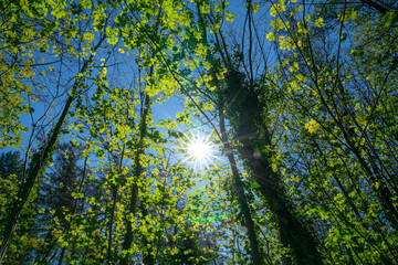 Sticker - Lens flare from sun shining through forest highlighting bright green new leaves