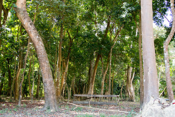 Tropical Forest in Laos