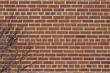 © Cynthia - Grungy vintage reddish brown brick wall in common bond pattern with leafless bush in foreground