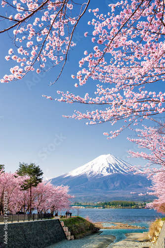 Obraz Japonia  gora-fuji-i-rozowe-galezie-sakura-nad-jeziorem-kawaguchiko-wiosna-japonia