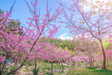 Pink blossoms on the branch during spring blooming at Doi Ang Khang. Branch with pink sakura blossoms, Chiang Mai, Thailand. Blooming cherry tree branches against a cloudy blue sky Himalayan blossom