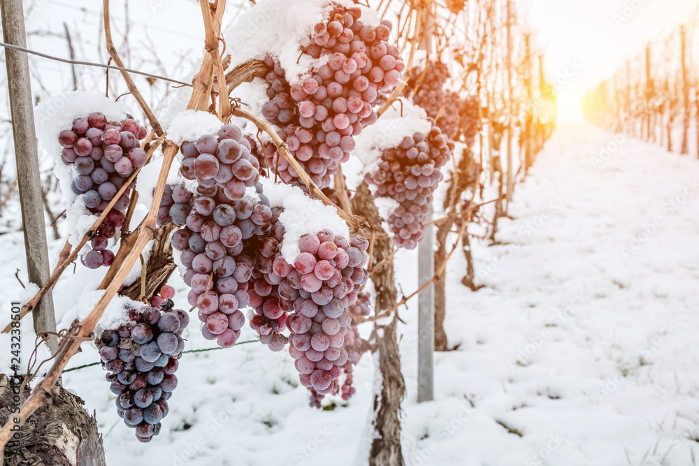 Ice wine. Wine red grapes for ice wine in winter condition and snow - obrazy, fototapety, plakaty 