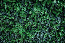 Texture details of natural green ivy leaves on wall. Fresh background for wedding album, spring greeting card and invitation, perfect for blog post, social networks and decor