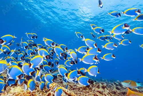 Obraz Dibond School of Powderblue Surgeonfish