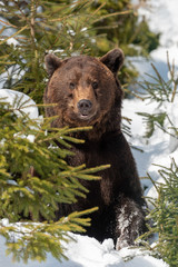 Wall Mural - big brown bear in winter forest