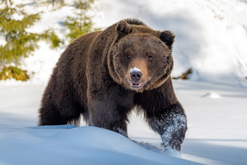 Wall Mural - big brown bear in winter forest