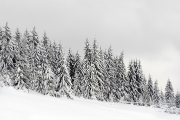 Canvas Print - Winter landscape with snow covered trees