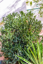Green Shrub Of The Euphorbia Trigona Growing In Hotel Yard