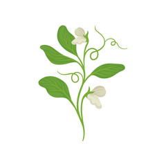 Wall Mural - Blossom plant of green peas with flowers and tendrils. Nature theme. Flat vector design