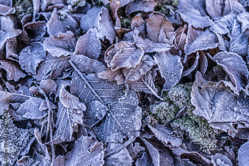 Fotografija Foglie con brina ghiacciata in inverno