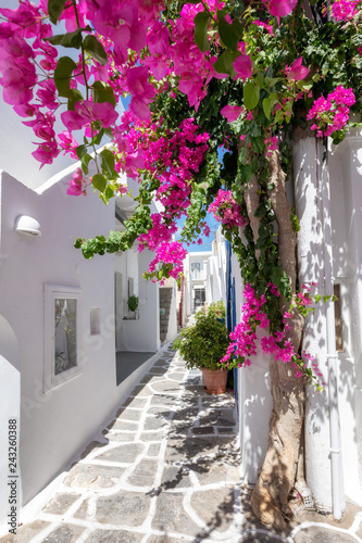  Plakaty uliczka Grecka   biala-aleja-z-kolorowymi-kwiatami-oleandrow-i-bialymi-domami-na-cykladach-latem-g