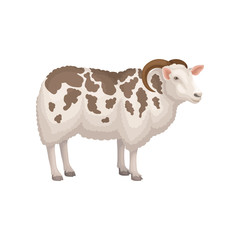 Poster - Flat vector icon of jacob sheep, side view. Domestic animal with horns and white wool with brown spots. Livestock farming