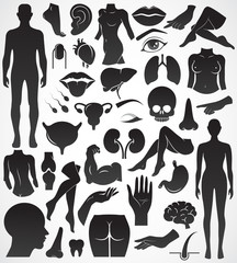 Wall Mural - Body parts vector icon set. 