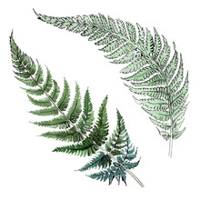 Fern Green Leaf. Plant Botanical Foliage. Watercolor Background Illustration Set. Isolated Fern Illustration Element.