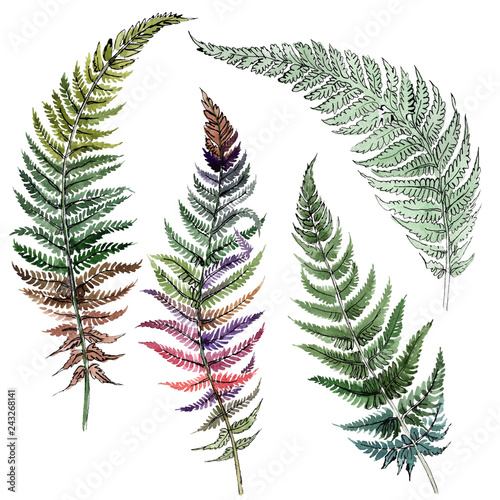 Fern green leaf. Plant botanical foliage. Watercolor background illustration ...