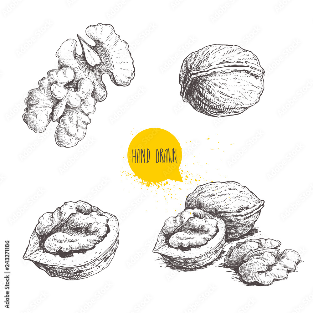 Hand drawn sketch style walnuts set.  Single whole, half and walnut seed. Eco healthy food vector illustration. Isolated on white background. Retro style. - obrazy, fototapety, plakaty 