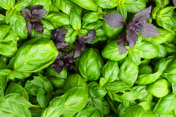 fresh basil plant texture