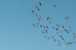 tracking video of birds flying in flocks in the sky