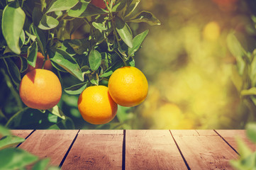 fresh orange orchard in winter season, farm at the northern in thailand